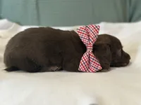 Teddy, a male Miniature Dachshund for sale in Mccomb, MS – 4 of 5
