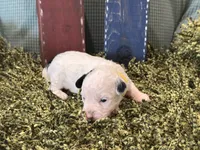 Yellow, a male Poodle - Toy  for sale in Mccomb, MS – 3 of 3
