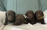 Slinky, a male Miniature Dachshund for sale in Mccomb, MS – 5 of 5