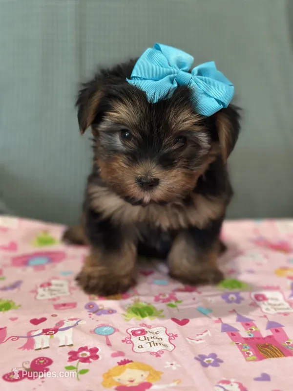 White – Yorkshire Terrier puppy for sale in Mccomb, MS