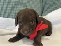 Hershey, a male Miniature Dachshund for sale in Mccomb, MS – 5 of 7