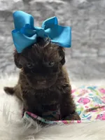 Hershey , a female Yorkipoo for sale in Mccomb, MS – Photo 3 of 4