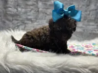 Hershey , a female Yorkipoo for sale in Mccomb, MS – Photo 2 of 4