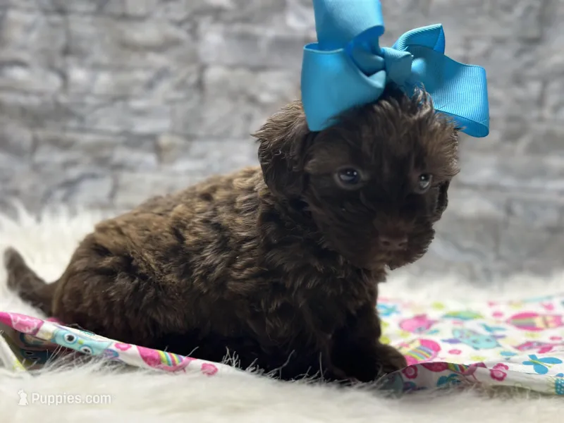 Hershey  – Yorkipoo puppy for sale in Mccomb, MS