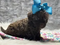 Hershey , a female Yorkipoo for sale in Mccomb, MS – Photo 1 of 4