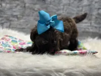 Hershey , a female Yorkipoo for sale in Mccomb, MS – Photo 4 of 4