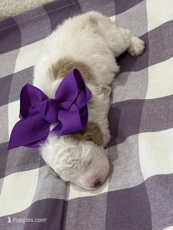 Patches – Cavapoo puppy for sale in Mccomb, MS