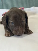 Teddy, a male Miniature Dachshund for sale in Mccomb, MS – 2 of 5