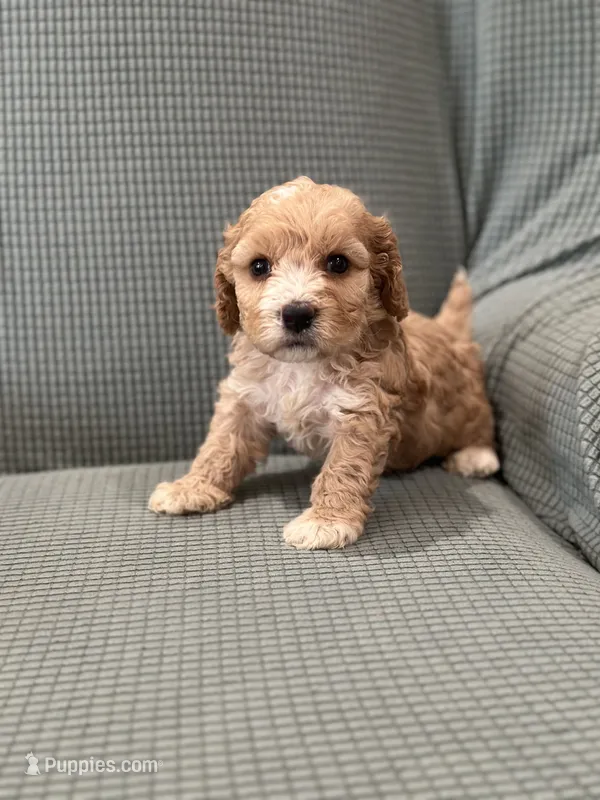 Butch – Cockapoo puppy for sale in Mccomb, MS
