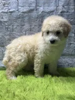 Toby, a male Poodle - Miniature  for sale in Mccomb, MS – 3 of 3