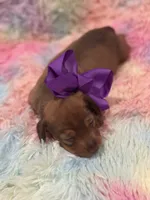 Coco, a female Miniature Dachshund for sale in Mccomb, MS – 2 of 4