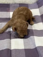 Chil, a female Cavapoo for sale in Mccomb, MS – 3 of 3