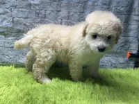 Toby, a male Poodle - Miniature  for sale in Mccomb, MS – 2 of 3