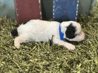 Blue, a male Poodle - Toy  for sale in Mccomb, MS – 4 of 4