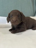 Coco, a male Miniature Dachshund for sale in Mccomb, MS – 3 of 7