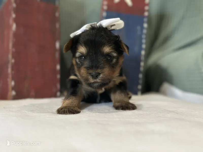 White – Yorkshire Terrier puppy for sale in Mccomb, MS