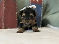 White, a female Yorkshire Terrier for sale in Mccomb, MS – 1 of 3