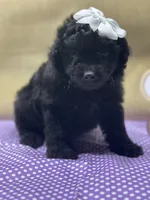 Black Beauty, a female Miniature Aussiedoodle for sale in Mccomb, MS – 1 of 2