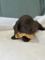 Coco, a male Miniature Dachshund for sale in Mccomb, MS – 2 of 7