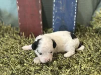 Blue, a male Poodle - Toy  for sale in Mccomb, MS – 3 of 4