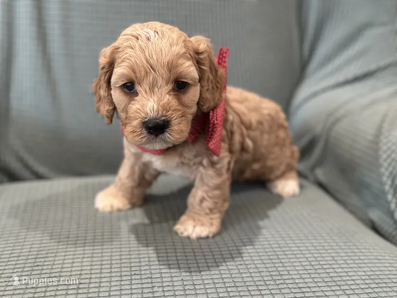 Murphy – Cockapoo puppy for sale in Mccomb, MS