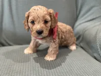 Murphy, a male Cockapoo for sale in Mccomb, MS – 1 of 4
