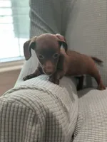 Hershey, a male Miniature Dachshund for sale in Mccomb, MS – 3 of 4