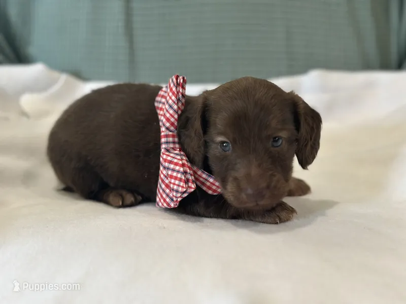 Teddy – Miniature Dachshund puppy for sale in Mccomb, MS
