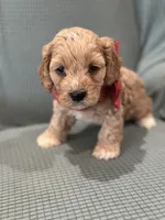Murphy, a male Cockapoo for sale in Mccomb, MS – 3 of 4