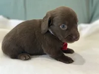 Hershey, a male Miniature Dachshund for sale in Mccomb, MS – 7 of 7