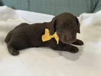 Coco, a male Miniature Dachshund for sale in Mccomb, MS – 4 of 7