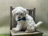 Milo, a male Goldendoodle for sale in Mccomb, MS – 2 of 2