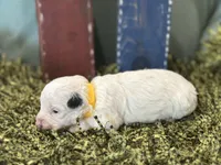 Yellow, a male Poodle - Toy  for sale in Mccomb, MS – 2 of 3