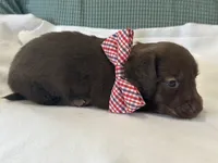 Teddy, a male Miniature Dachshund for sale in Mccomb, MS – 3 of 5