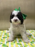 Hershey , a female Goldendoodle for sale in Mccomb, MS – 2 of 2