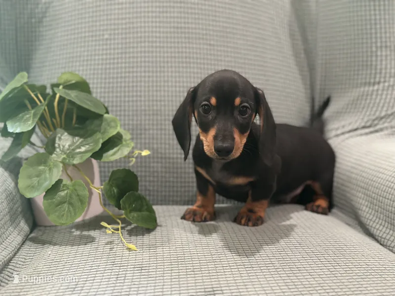 Midnight – Miniature Dachshund puppy for sale in Mccomb, MS