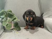 Midnight, a male Miniature Dachshund for sale in Mccomb, MS – 1 of 3