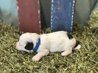Blue, a male Poodle - Toy  for sale in Mccomb, MS – 2 of 4