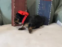 Red, a female Yorkshire Terrier for sale in Mccomb, MS – 3 of 4