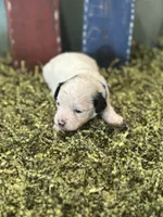 Blue, a male Poodle - Toy  for sale in Mccomb, MS – 1 of 4