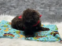 Heath, a male Yorkipoo for sale in Mccomb, MS – Photo 2 of 3