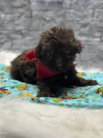 Heath, a male Yorkipoo for sale in Mccomb, MS – Photo 1 of 3