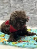 Heath, a male Yorkipoo for sale in Mccomb, MS – Photo 3 of 3