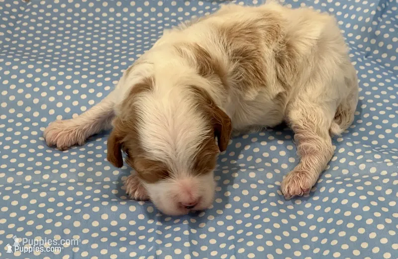 Butch – Cavapoo puppy for sale in Mccomb, MS