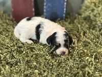 Orange, a male Poodle - Toy  for sale in Mccomb, MS – 4 of 4