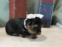 White, a female Yorkshire Terrier for sale in Mccomb, MS – 3 of 3