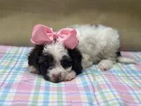 Angel, a female Goldendoodle for sale in Mccomb, MS – 3 of 3