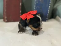 Lil Bit, a female Yorkshire Terrier for sale in Mccomb, MS – 3 of 3