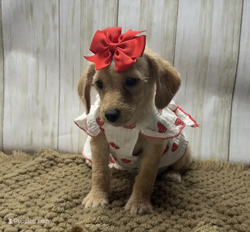 Mandy – Goldendoodle puppy for sale in Mccomb, MS