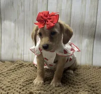 Mandy, a female Goldendoodle for sale in Mccomb, MS – 1 of 3